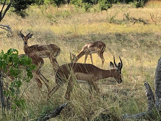 khwai river springsboks