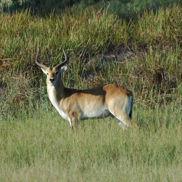 khwai springbok