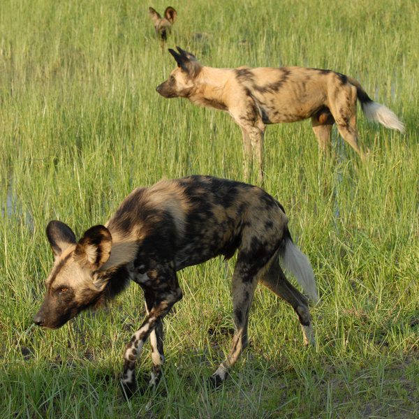 khwai wild dogs