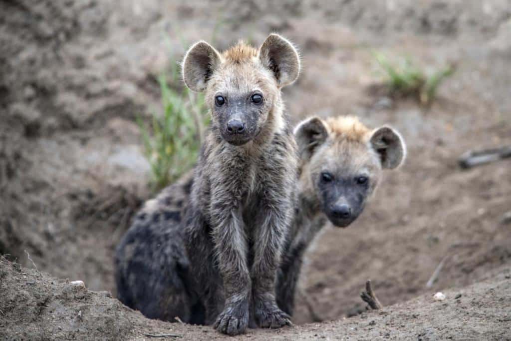 simbavati hilltop animals