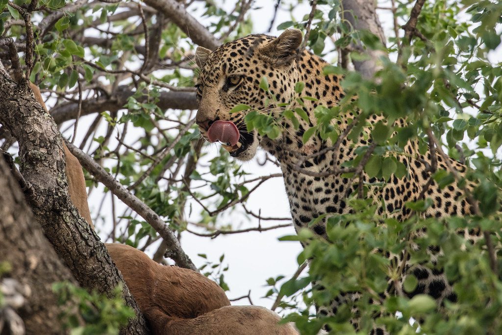 simbavati hilltop cheetah