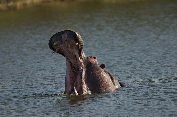 simbavati hilltop hippo