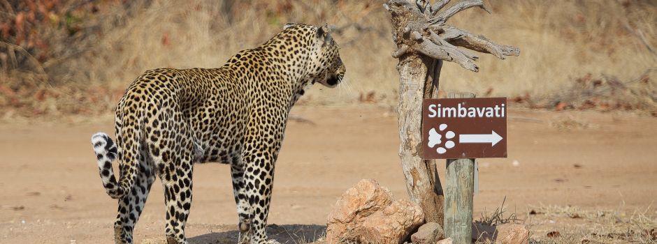 simbavati hilltop leopard