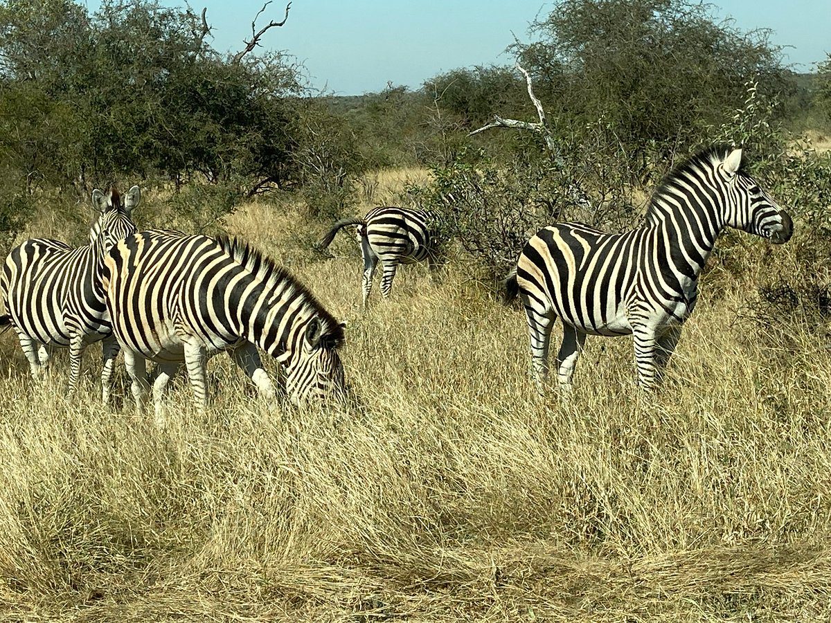 simbavati hilltop zebras